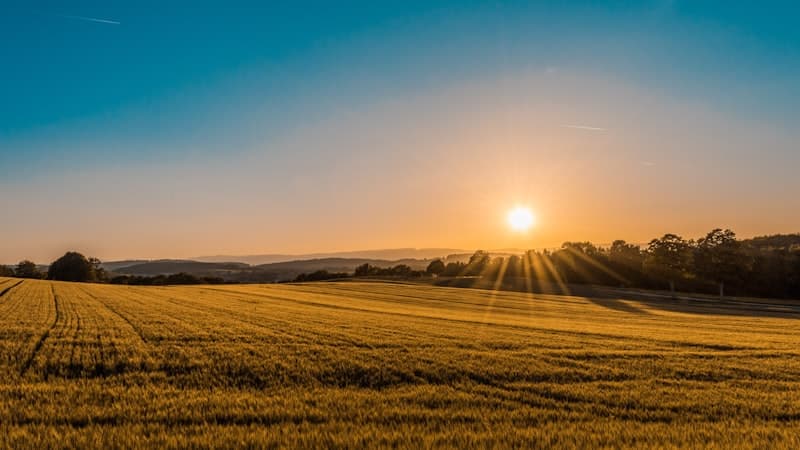 Corn Based Animal Feed - High-Energy Corn Feed Ingredients for Livestock | Fasalix B2B Bulk Supply