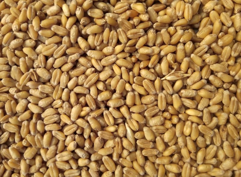 Wheat Flour - Commercial Whole Wheat & Maida Flour | Fasalix B2B Bulk Supply
